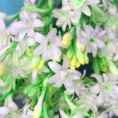 Premium Tuberose Zwiebeln – Intensiv duftende & winterharte Mehrjährige – Ideal für Vasenschmuck, Gärten & stilvolle Innendeko-15 zwiebeln-D Premium Tuberose Zwiebeln – Intensiv duftende & winterharte Mehrjährige – Ideal für Vasenschmuck, Gärten & stilvolle Innendeko-15 zwiebeln-D von NDFDFEC