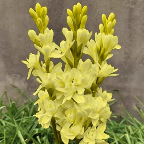 Premium Tuberose Zwiebeln – Intensiv duftende & winterharte Mehrjährige – Ideal für Vasenschmuck, Gärten & stilvolle Innendeko-15 zwiebeln-E Premium Tuberose Zwiebeln – Intensiv duftende & winterharte Mehrjährige – Ideal für Vasenschmuck, Gärten & stilvolle Innendeko-15 zwiebeln-E von NDFDFEC