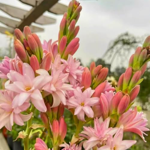 Premium Tuberose Zwiebeln – Intensiv duftende & winterharte Mehrjährige – Ideal für Vasenschmuck, Gärten & stilvolle Innendeko-15 zwiebeln-H Premium Tuberose Zwiebeln – Intensiv duftende & winterharte Mehrjährige – Ideal für Vasenschmuck, Gärten & stilvolle Innendeko-15 zwiebeln-H von NDFDFEC