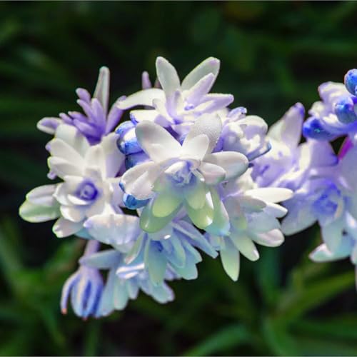 Premium Tuberose Zwiebeln – Intensiv duftende & winterharte Mehrjährige – Ideal für Vasenschmuck, Gärten & stilvolle Innendeko-4 zwiebeln-I Premium Tuberose Zwiebeln – Intensiv duftende & winterharte Mehrjährige – Ideal für Vasenschmuck, Gärten & stilvolle Innendeko-4 zwiebeln-I von NDFDFEC