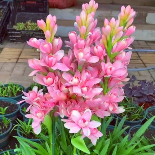 Premium Tuberose Zwiebeln – Intensiv duftende & winterharte Mehrjährige – Ideal für Vasenschmuck, Gärten & stilvolle Innendeko-6 zwiebeln-G Premium Tuberose Zwiebeln – Intensiv duftende & winterharte Mehrjährige – Ideal für Vasenschmuck, Gärten & stilvolle Innendeko-6 zwiebeln-G von NDFDFEC