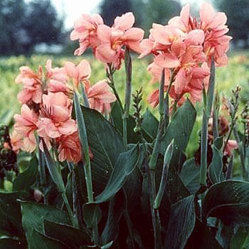 Riesen-Canna, mehrjährige winterharte Zwiebelpflanze, farbenfroh, dekorative Gartenpflanze, Gartenschatten-2 zwiebeln-C von NDFDFEC