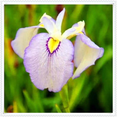Schöne Iris - eine Vielzahl seltener Farben - große Blumen, leicht zu reproduzierende, auffällige Gartendekoration-15 zwiebeln-i Schöne Iris - eine Vielzahl seltener Farben - große Blumen, leicht zu reproduzierende, auffällige Gartendekoration-15 zwiebeln-i von NDFDFEC