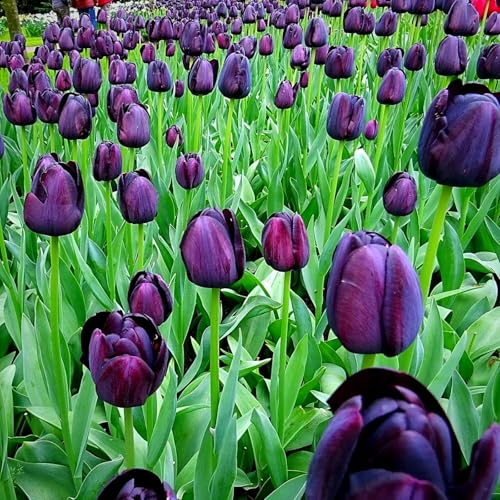 Seltene bunte Tulpen zwiebeln, perfekt für die Gartendekoration, geeignet für Blumenarrangements, winterharte Blumen, mehrjährig, leuchtende Farben-8 zwiebeln-A Seltene bunte Tulpen zwiebeln, perfekt für die Gartendekoration, geeignet für Blumenarrangements, winterharte Blumen, mehrjährig, leuchtende Farben-8 zwiebeln-A von NDFDFEC