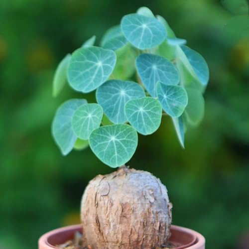 Stephanotis – winterharte Staude – immergrüne Zierpflanze für Gärten und Kübel – pflegeleicht und schattenverträglich-5 zwiebeln-A Stephanotis – winterharte Staude – immergrüne Zierpflanze für Gärten und Kübel – pflegeleicht und schattenverträglich-5 zwiebeln-A von NDFDFEC