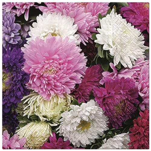 Neu Premium Collection by Jean 20 Stück Servietten Sommerblumen Dahlien Mix Blumen, Mehrfarbig, 33cm x 33cm von NEU