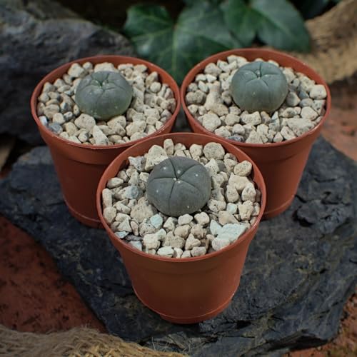 3x Lophophora williamsii peyote, Durchmesser 2cm von NEUSIUS PFLANZENLICHT