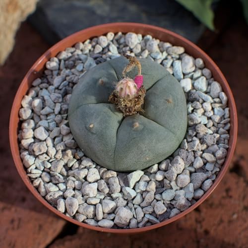 Lophophora williamsii, peyote 4cm von NEUSIUS PFLANZENLICHT