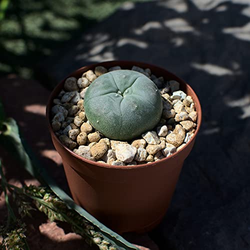 Lophophora williamsii, peyote. Durchmesser 2,5cm von NEUSIUS PFLANZENLICHT