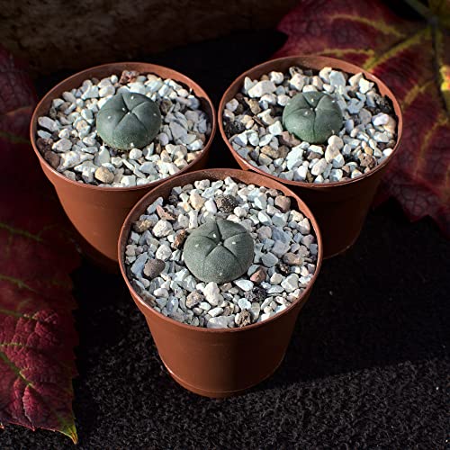 3x Lophophora williamsii peyote, Durchmesser 1,5cm von NEUSIUS PFLANZENLICHT