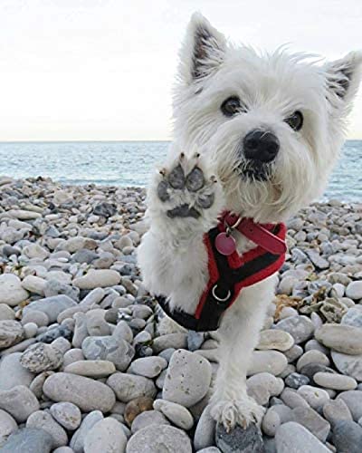 DIY 5D-Diamantmalerei, Westie-Hund, DIY-Bastelset für Erwachsene und Kinder, nicht faltbar, 40 x 40 cm DIY 5D-Diamantmalerei, Westie-Hund, DIY-Bastelset für Erwachsene und Kinder, nicht faltbar, 40 x 40 cm von NFRAZ