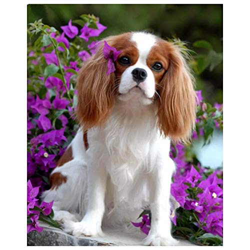 NFRAZ 5D Cavalier King Charles Spaniel DIY Diamanten Gemälde Mosaik Bilder von Strass Stickerei Diamant Kunst Aufkleber 40x40CM NFRAZ 5D Cavalier King Charles Spaniel DIY Diamanten Gemälde Mosaik Bilder von Strass Stickerei Diamant Kunst Aufkleber 40x40CM von NFRAZ
