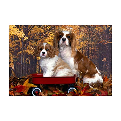 NFRAZ 5D DIY Cavalier King Charles Spaniel Diamantmalerei, vollständig handgefertigtes Klebebild mit digitalen Sets, wunderschöne Stickereimalerei, Kreuzstich-Wanddekoration, 40 x 60 cm, 40 x 50 cm NFRAZ 5D DIY Cavalier King Charles Spaniel Diamantmalerei, vollständig handgefertigtes Klebebild mit digitalen Sets, wunderschöne Stickereimalerei, Kreuzstich-Wanddekoration, 40 x 60 cm, 40 x 50 cm von NFRAZ