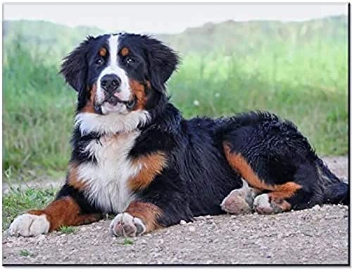 NFRAZ 5D-Diamant-Malerei-Bohrer-Set, Berner Sennenhund, DIY, Erwachsene und Kinder, Diamant-Malerei, Kreuzstich, verwendet für Heim- oder Bürodekoration, Bastelgeschenk, 40 x 40 cm NFRAZ 5D-Diamant-Malerei-Bohrer-Set, Berner Sennenhund, DIY, Erwachsene und Kinder, Diamant-Malerei, Kreuzstich, verwendet für Heim- oder Bürodekoration, Bastelgeschenk, 40 x 40 cm von NFRAZ