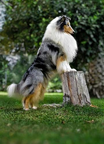NFRAZ 5D-Diamant-Malerei-Set zum Selbermachen, Motiv: Rauer Collie-Hund, Diamant-Stickerei, Kreuzstich, rund, Mosaik, Kunstdekor, 30 x 40 cm von NFRAZ