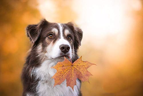 NFRAZ 5D-Diamant-Malset, DIY 5D-Diamant-Malset für Erwachsene und Kinder, Border Collie mit Ahornblatt, Malerei, Kreuzstich, Basteln für die Wanddekoration zu Hause, 40 x 40 cm NFRAZ 5D-Diamant-Malset, DIY 5D-Diamant-Malset für Erwachsene und Kinder, Border Collie mit Ahornblatt, Malerei, Kreuzstich, Basteln für die Wanddekoration zu Hause, 40 x 40 cm von NFRAZ