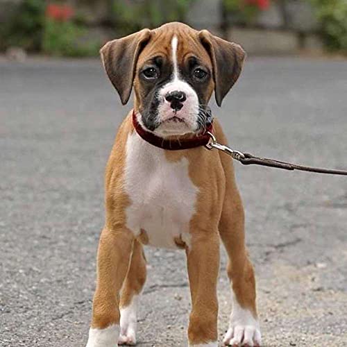 NFRAZ 5D-Diamant-Malset, DIY 5D-Diamant-Malset für Erwachsene und Kinder, Boxerhund-Welpen-Malerei, Kreuzstich-Bastelarbeiten für die Wanddekoration zu Hause, 40 x 40 cm NFRAZ 5D-Diamant-Malset, DIY 5D-Diamant-Malset für Erwachsene und Kinder, Boxerhund-Welpen-Malerei, Kreuzstich-Bastelarbeiten für die Wanddekoration zu Hause, 40 x 40 cm von NFRAZ