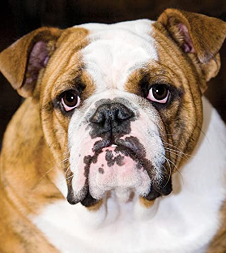 NFRAZ 5D-Diamant-Malset, DIY 5D-Diamant-Malset für Erwachsene und Kinder, Englische Bulldogge, Kreuzstich-Kunsthandwerk für die Wanddekoration zu Hause, 40 x 50 cm NFRAZ 5D-Diamant-Malset, DIY 5D-Diamant-Malset für Erwachsene und Kinder, Englische Bulldogge, Kreuzstich-Kunsthandwerk für die Wanddekoration zu Hause, 40 x 50 cm von NFRAZ