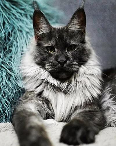 NFRAZ 5D-Diamant-Malset, DIY 5D-Diamant-Malset für Erwachsene und Kinder, Maine-Coon-Katze, Malerei, Kreuzstich, Basteln für die Wanddekoration zu Hause, 50 x 60 cm NFRAZ 5D-Diamant-Malset, DIY 5D-Diamant-Malset für Erwachsene und Kinder, Maine-Coon-Katze, Malerei, Kreuzstich, Basteln für die Wanddekoration zu Hause, 50 x 60 cm von NFRAZ