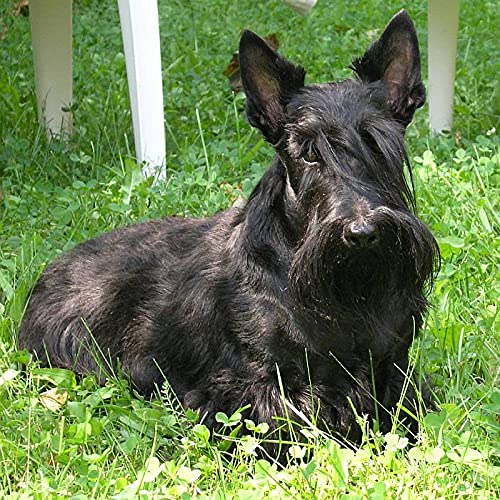 NFRAZ 5D-Diamant-Malset, DIY 5D-Diamant-Malset für Erwachsene und Kinder, Scottish Terrier, schwarzer Hund, Tiermalerei, Kreuzstich, Basteln für die Wanddekoration zu Hause, 40 x 50 cm NFRAZ 5D-Diamant-Malset, DIY 5D-Diamant-Malset für Erwachsene und Kinder, Scottish Terrier, schwarzer Hund, Tiermalerei, Kreuzstich, Basteln für die Wanddekoration zu Hause, 40 x 50 cm von NFRAZ