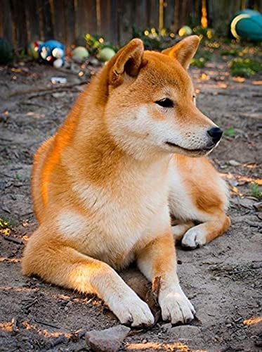 NFRAZ 5D-Diamant-Malset, DIY 5D-Diamant-Malset für Erwachsene und Kinder, Shiba Inu-Hund, Tiermalerei, Kreuzstich, Basteln für die Wanddekoration zu Hause, 40 x 50 cm NFRAZ 5D-Diamant-Malset, DIY 5D-Diamant-Malset für Erwachsene und Kinder, Shiba Inu-Hund, Tiermalerei, Kreuzstich, Basteln für die Wanddekoration zu Hause, 40 x 50 cm von NFRAZ