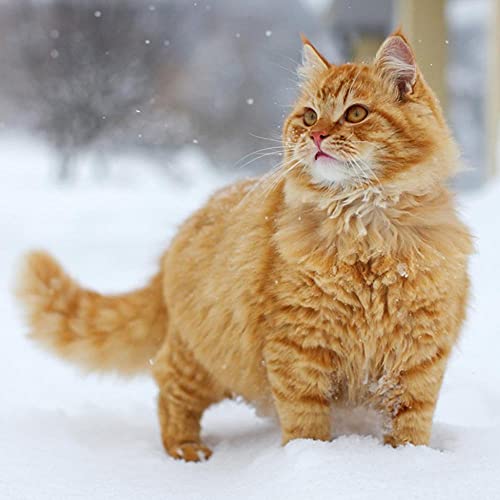 NFRAZ 5D-Diamant-Malset, DIY 5D-Diamant-Malset für Erwachsene und Kinder, orangefarbene Maine-Coon-Katze, Kreuzstich-Bastelarbeiten für die Wanddekoration zu Hause, 50 x 60 cm NFRAZ 5D-Diamant-Malset, DIY 5D-Diamant-Malset für Erwachsene und Kinder, orangefarbene Maine-Coon-Katze, Kreuzstich-Bastelarbeiten für die Wanddekoration zu Hause, 50 x 60 cm von NFRAZ