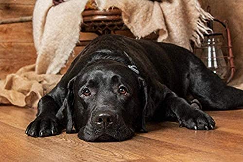 NFRAZ 5D-Diamant-Malset, schwarzer Labrador auf dem Boden, DIY-Diamant-Stickerei für Erwachsene, Bild, Kreuzstich, Heimhandwerk, Heimdekoration, Geschenk, 30 x 40 cm NFRAZ 5D-Diamant-Malset, schwarzer Labrador auf dem Boden, DIY-Diamant-Stickerei für Erwachsene, Bild, Kreuzstich, Heimhandwerk, Heimdekoration, Geschenk, 30 x 40 cm von NFRAZ