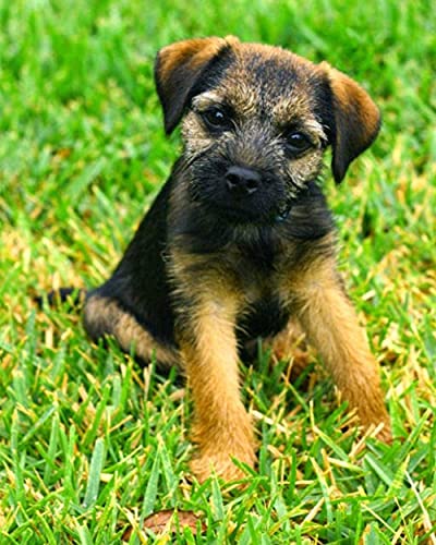 NFRAZ 5D-Diamantgemälde, Border-Terrier-Welpe, Kristall-Strass-Stickerei, Bilder, Kunsthandwerk, für Zuhause, Wanddekoration, Geschenk, 40 x 50 cm NFRAZ 5D-Diamantgemälde, Border-Terrier-Welpe, Kristall-Strass-Stickerei, Bilder, Kunsthandwerk, für Zuhause, Wanddekoration, Geschenk, 40 x 50 cm von NFRAZ