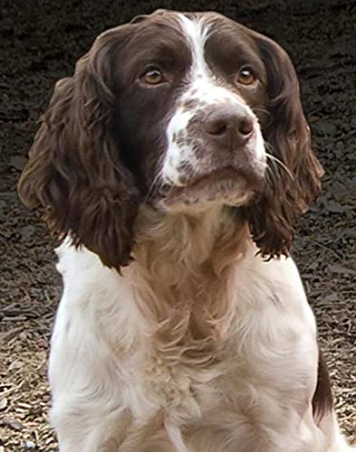 NFRAZ 5D-Diamantgemälde, Springer Spaniel, Kristall-Strass-Stickerei, Bilder, Kunsthandwerk, für Zuhause, Wanddekoration, Geschenk, 30 x 40 cm NFRAZ 5D-Diamantgemälde, Springer Spaniel, Kristall-Strass-Stickerei, Bilder, Kunsthandwerk, für Zuhause, Wanddekoration, Geschenk, 30 x 40 cm von NFRAZ
