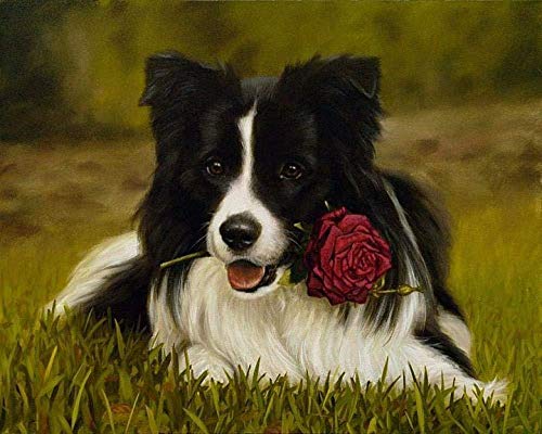NFRAZ 5D-Diamantgemälde Border Collie, Kristall-Strass-Stickerei, Bilder, Kunsthandwerk, für Zuhause, Wanddekoration, Geschenk, 40 x 40 cm NFRAZ 5D-Diamantgemälde Border Collie, Kristall-Strass-Stickerei, Bilder, Kunsthandwerk, für Zuhause, Wanddekoration, Geschenk, 40 x 40 cm von NFRAZ