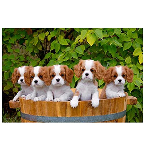 NFRAZ 5D-Diamantmalerei zum Selbermachen, Cavalier King Charles Spaniel, Diamantstickerei, quadratisch, rund, Bohrer, Mosaik, Kreuzstich, Weihnachten, 40 x 40 cm NFRAZ 5D-Diamantmalerei zum Selbermachen, Cavalier King Charles Spaniel, Diamantstickerei, quadratisch, rund, Bohrer, Mosaik, Kreuzstich, Weihnachten, 40 x 40 cm von NFRAZ