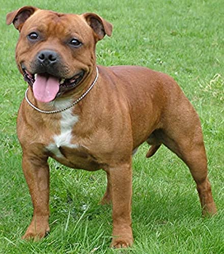 NFRAZ 5D-Diamantmalerei zum Selbermachen, Kreuzstich, Staffordshire Bull Terrier, Kristall-Diamant-Stickerei-Set, Wohnzimmer-Dekoration, 30 x 40 cm NFRAZ 5D-Diamantmalerei zum Selbermachen, Kreuzstich, Staffordshire Bull Terrier, Kristall-Diamant-Stickerei-Set, Wohnzimmer-Dekoration, 30 x 40 cm von NFRAZ