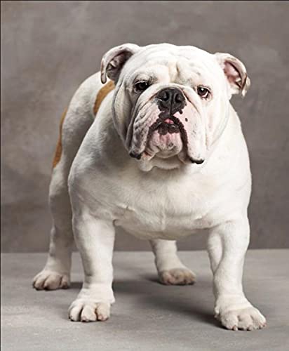 NFRAZ 5D-Diamantmalerei zum Selbermachen, Kreuzstich, Vintage-Englische Bulldogge, Kristall-Diamant-Stickerei-Kits, Wohnzimmer-Dekoration, 40 x 50 cm NFRAZ 5D-Diamantmalerei zum Selbermachen, Kreuzstich, Vintage-Englische Bulldogge, Kristall-Diamant-Stickerei-Kits, Wohnzimmer-Dekoration, 40 x 50 cm von NFRAZ