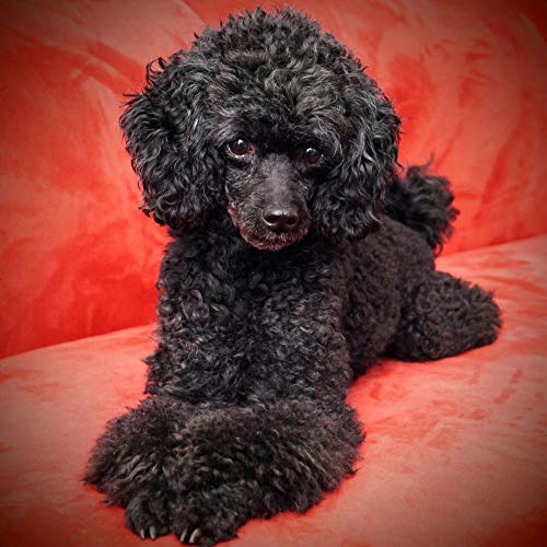 NFRAZ 5D-Diamantmalerei zum Selbermachen, Kreuzstich, schwarzer Pudelhund, Kristall-Diamant-Stickerei-Kits, Wohnzimmerdekoration, 40 x 40 cm NFRAZ 5D-Diamantmalerei zum Selbermachen, Kreuzstich, schwarzer Pudelhund, Kristall-Diamant-Stickerei-Kits, Wohnzimmerdekoration, 40 x 40 cm von NFRAZ