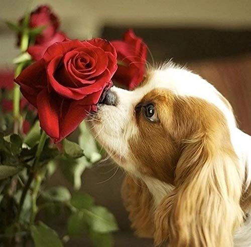 NFRAZ Cavalier King Charles Spaniel Rose Blume DIY 5D Diamant Malerei Kits Haustier Hund Tier Kreuzstich Stickerei Dekor Kunst Handwerk 30x40CM von NFRAZ