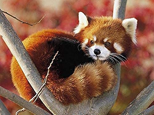 NFRAZ DIY 5D Diamant-Malerei-Set, Roter Panda auf Baum, Kreuzstich, Heimdekoration, Diamant-Stickerei, Mosaikkunst, 40 x 50 cm von NFRAZ