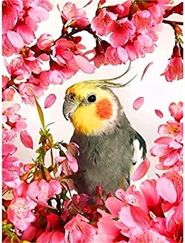 NFRAZ DIY 5D Diamant-Malerei-Set, Rotkehlchen, Vogel, Papagei und Blumen, Baum, Malerei mit Bohrer, runde Diamant-Kunst-Stickerei, Wanddekoration, 30 x 40 cm von NFRAZ