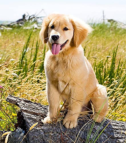 NFRAZ DIY 5D Diamant-Malset, Diamant-Malsets Golden Retriever Hund Welpe Malen nach Zahlen Diamant, Diamant-Malerei Kunsthandwerk für die Wanddekoration zu Hause 50x60CM NFRAZ DIY 5D Diamant-Malset, Diamant-Malsets Golden Retriever Hund Welpe Malen nach Zahlen Diamant, Diamant-Malerei Kunsthandwerk für die Wanddekoration zu Hause 50x60CM von NFRAZ