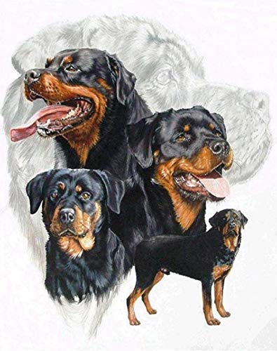 NFRAZ DIY 5D Diamant-Malset für Erwachsene und Kinder, quadratisch, bunt, niedlicher Rottweiler-Hund, Stickerei, Strass, Kreuzstich, Kunsthandwerk, Geschenk, 40 x 40 cm NFRAZ DIY 5D Diamant-Malset für Erwachsene und Kinder, quadratisch, bunt, niedlicher Rottweiler-Hund, Stickerei, Strass, Kreuzstich, Kunsthandwerk, Geschenk, 40 x 40 cm von NFRAZ