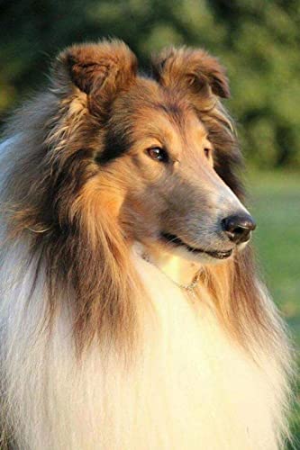NFRAZ DIY 5D Diamantmalerei Rauer Collie-Hund Malen nach Zahlen-Kits Stickerei Zeichnung Strass Kunsthandwerk 40x40CM von NFRAZ