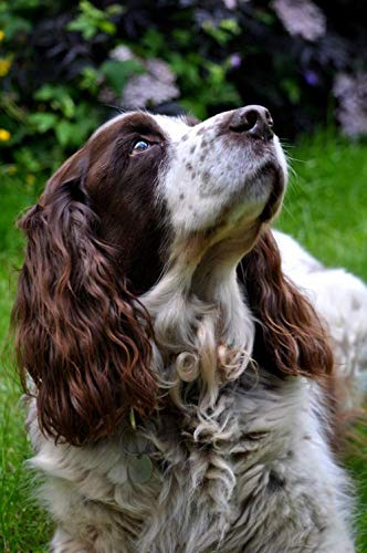NFRAZ DIY Diamant-Malerei-Set, Springer Spaniel Hund, Kreuzstich-Set, Stickerei, Wandkunst, Heimdekoration, Geschenk, 40 x 50 cm NFRAZ DIY Diamant-Malerei-Set, Springer Spaniel Hund, Kreuzstich-Set, Stickerei, Wandkunst, Heimdekoration, Geschenk, 40 x 50 cm von NFRAZ