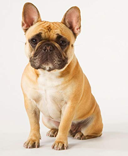 NFRAZ DIY Diamant-Malerei-Set, französische Bulldogge, Kreuzstich-Set, Stickerei, Wandkunst, Heimdekoration, Geschenk, 40 x 40 cm von NFRAZ