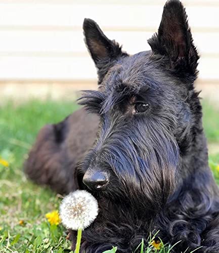 NFRAZ DIY Diamant-Malerei-Set, schwarzer Hund, Scottish Terrier, Kreuzstich-Set, Stickerei, Wandkunst, Heimdekoration, Geschenk, 50 x 60 cm NFRAZ DIY Diamant-Malerei-Set, schwarzer Hund, Scottish Terrier, Kreuzstich-Set, Stickerei, Wandkunst, Heimdekoration, Geschenk, 50 x 60 cm von NFRAZ