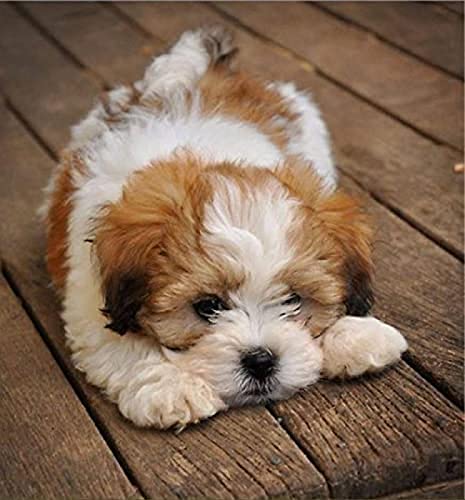 NFRAZ DIY-Diamant-Malset für Erwachsene, süßer Lhasa Apso-Welpe, 5D-Diamant-Malset, Stickerei, Kunst, Heimdekoration, 40 x 40 cm von NFRAZ