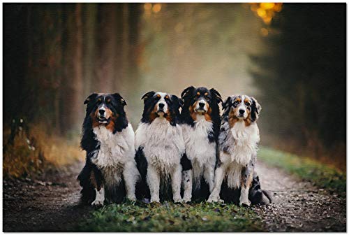 NFRAZ DIY Diamantmalerei Border Collie Haustier Hund Tier Bunte Strass Kristall Stickerei Bilder Kreuzstich Kunsthandwerk Für Wohnkultur 40x40CM NFRAZ DIY Diamantmalerei Border Collie Haustier Hund Tier Bunte Strass Kristall Stickerei Bilder Kreuzstich Kunsthandwerk Für Wohnkultur 40x40CM von NFRAZ
