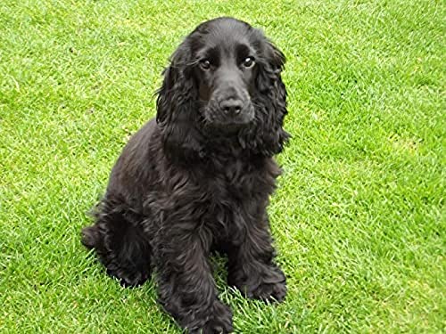 NFRAZ DIY Diamantmalerei Cocker Spaniel Hund Schwarzer Welpe Strass Kristall Stickerei Bilder Kreuzstich Kunsthandwerk für Wohnkultur 40x50CM NFRAZ DIY Diamantmalerei Cocker Spaniel Hund Schwarzer Welpe Strass Kristall Stickerei Bilder Kreuzstich Kunsthandwerk für Wohnkultur 40x50CM von NFRAZ