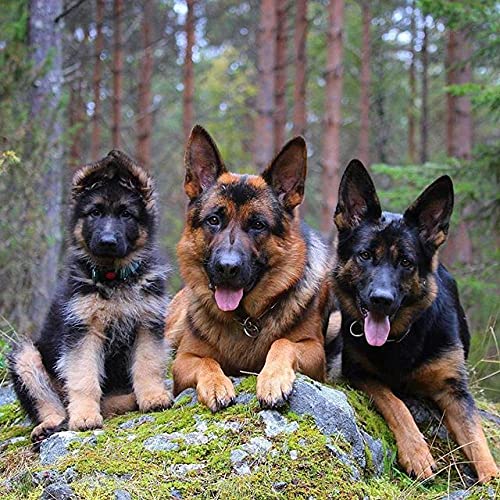 NFRAZ DIY Diamantmalerei Deutscher Schäferhund Strass Kristall Stickerei Bilder Kreuzstich Kunsthandwerk für Wohnkultur 40x40CM NFRAZ DIY Diamantmalerei Deutscher Schäferhund Strass Kristall Stickerei Bilder Kreuzstich Kunsthandwerk für Wohnkultur 40x40CM von NFRAZ