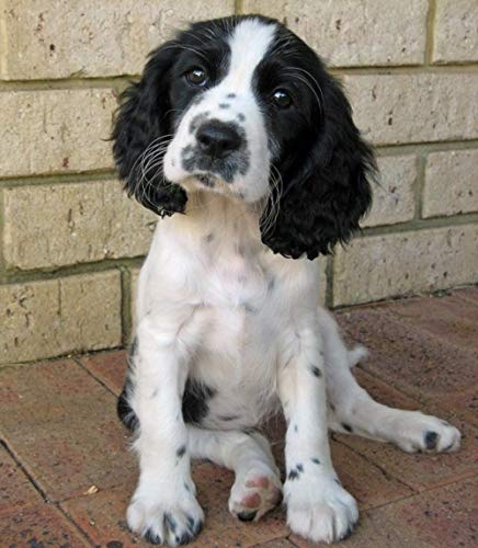 NFRAZ DIY Diamantmalerei Springer Spaniel Hund Strass Kristall Stickerei Bilder Kreuzstich Kunsthandwerk für Wohnkultur 40x40CM NFRAZ DIY Diamantmalerei Springer Spaniel Hund Strass Kristall Stickerei Bilder Kreuzstich Kunsthandwerk für Wohnkultur 40x40CM von NFRAZ