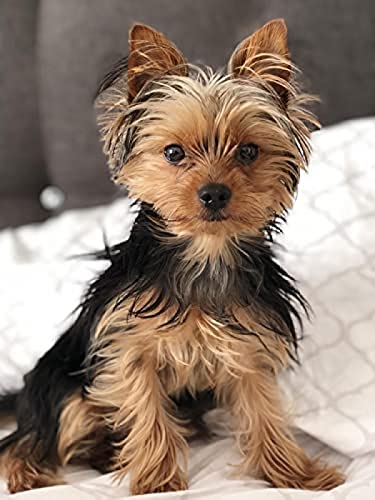 NFRAZ DIY Diamantmalerei Yorkshire Terrier Hund Strass Kristall Stickerei Bilder Kreuzstich Kunsthandwerk für Wohnkultur 30x40CM von NFRAZ