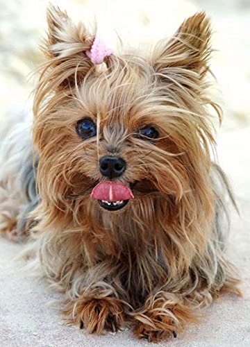NFRAZ DIY Diamantmalerei Yorkshire Terrier Hund Strass Kristall Stickerei Bilder Kreuzstich Kunsthandwerk für Wohnkultur 40x40CM NFRAZ DIY Diamantmalerei Yorkshire Terrier Hund Strass Kristall Stickerei Bilder Kreuzstich Kunsthandwerk für Wohnkultur 40x40CM von NFRAZ